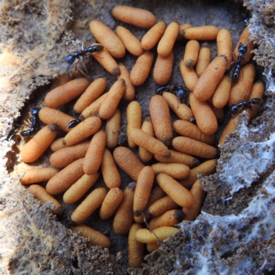 Amblyopone australis (Slow Ant) at Bullen Range - 20 Nov 2022 by HelenCross