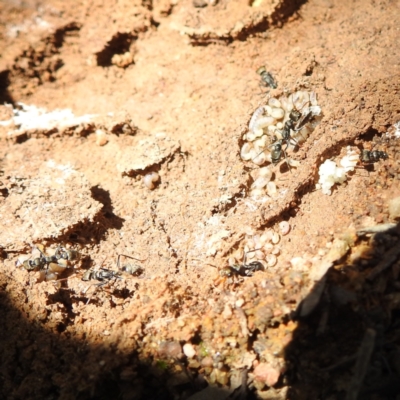 Myrmecia sp., pilosula-group (Jack jumper) at Bullen Range - 20 Nov 2022 by HelenCross