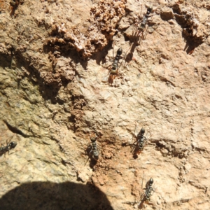 Myrmecia sp., pilosula-group at Paddys River, ACT - 20 Nov 2022