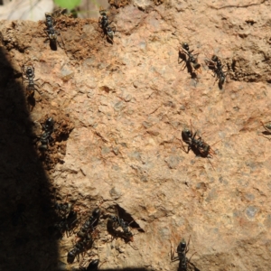 Myrmecia sp., pilosula-group at Paddys River, ACT - 20 Nov 2022