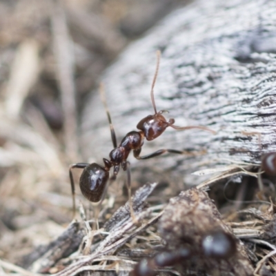 Papyrius sp (undescribed) (Hairy Coconut Ant) at Hawker, ACT - 2 Oct 2022 by AlisonMilton
