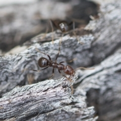 Papyrius sp (undescribed) at Hawker, ACT - 3 Oct 2022 09:54 AM