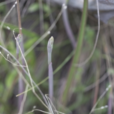 Thelymitra (Genus) (Sun Orchid) at Hawker, ACT - 3 Oct 2022 by AlisonMilton