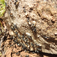 Polyrhachis ammon (Golden-spined Ant, Golden Ant) at Paddys River, ACT - 20 Nov 2022 by HelenCross