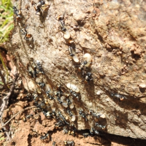 Polyrhachis ammon at Paddys River, ACT - 20 Nov 2022