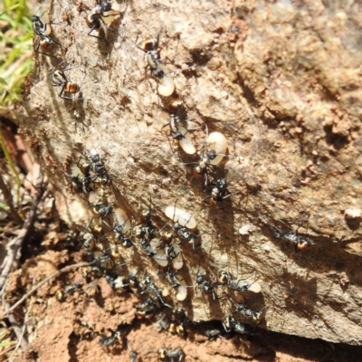 Polyrhachis ammon (Golden-spined Ant, Golden Ant) at Paddys River, ACT - 20 Nov 2022 by HelenCross