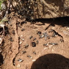 Polyrhachis ammon at Paddys River, ACT - 20 Nov 2022