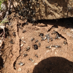 Polyrhachis ammon at Paddys River, ACT - 20 Nov 2022