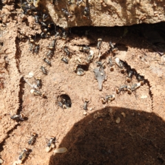 Polyrhachis ammon at Paddys River, ACT - 20 Nov 2022