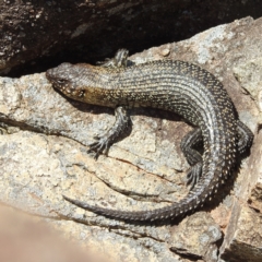 Egernia cunninghami (Cunningham's Skink) at Bullen Range - 20 Nov 2022 by HelenCross