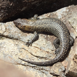 Egernia cunninghami at Paddys River, ACT - 20 Nov 2022