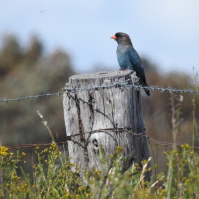 Eurystomus orientalis (Dollarbird) at Lions Youth Haven - Westwood Farm A.C.T. - 20 Nov 2022 by HelenCross
