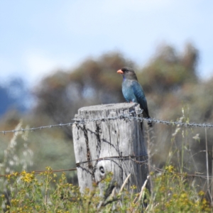 Eurystomus orientalis at Kambah, ACT - 20 Nov 2022