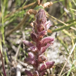 Orobanche minor at Hawker, ACT - 3 Oct 2022