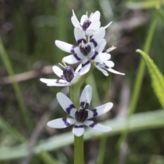 Wurmbea dioica subsp. dioica (Early Nancy) at Hawker, ACT - 3 Oct 2022 by AlisonMilton