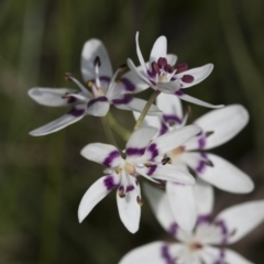 Wurmbea dioica subsp. dioica at Hawker, ACT - 3 Oct 2022