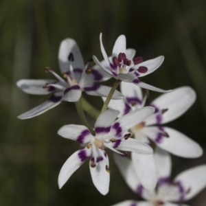 Wurmbea dioica subsp. dioica at Hawker, ACT - 3 Oct 2022