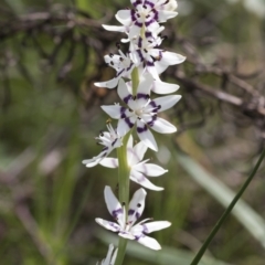 Wurmbea dioica subsp. dioica at Hawker, ACT - 3 Oct 2022