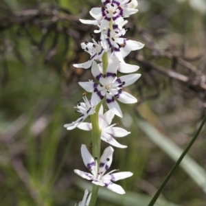 Wurmbea dioica subsp. dioica at Hawker, ACT - 3 Oct 2022