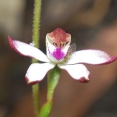 Caladenia moschata (Musky Caps) at Tinderry Mountains - 20 Nov 2022 by Harrisi