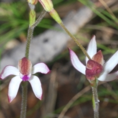 Caladenia moschata at Tinderry, NSW - 20 Nov 2022