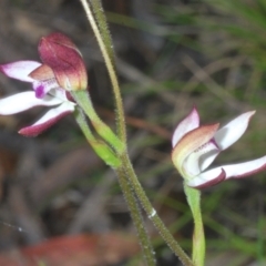 Caladenia moschata at Tinderry, NSW - suppressed