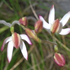 Caladenia moschata at Tinderry, NSW - suppressed