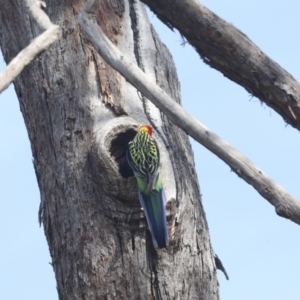 Platycercus eximius at Hawker, ACT - 3 Oct 2022