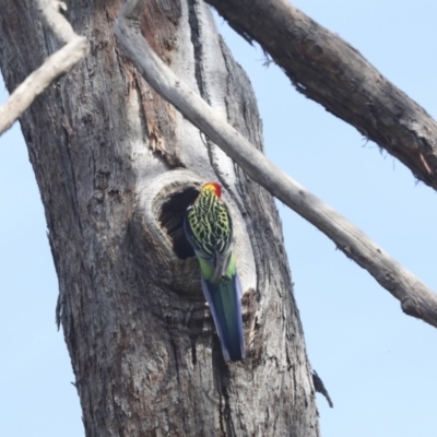Platycercus eximius (Eastern Rosella) at Hawker, ACT - 2 Oct 2022 by AlisonMilton