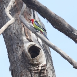 Platycercus eximius at Hawker, ACT - 3 Oct 2022