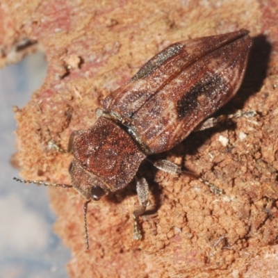 Nascio vetusta (A jewel beetle) at Bega, NSW - 19 Nov 2022 by Harrisi