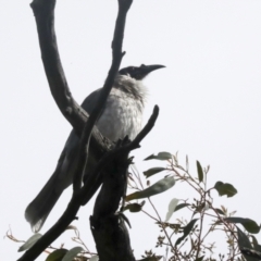 Philemon corniculatus (Noisy Friarbird) at The Pinnacle - 2 Oct 2022 by AlisonMilton