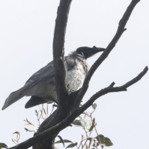 Philemon corniculatus at Hawker, ACT - 3 Oct 2022 10:45 AM