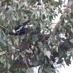 Gymnorhina tibicen (Australian Magpie) at Hawker, ACT - 3 Oct 2022 by AlisonMilton