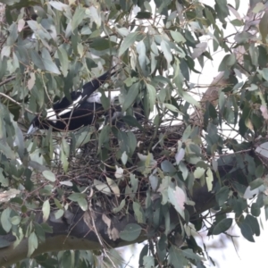 Gymnorhina tibicen at Hawker, ACT - 3 Oct 2022 10:31 AM