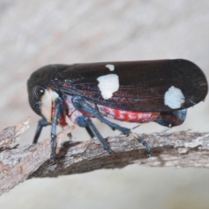 Eurymela distincta at Bobundara, NSW - 18 Nov 2022 09:32 AM