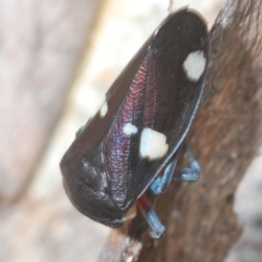 Eurymela distincta at Bobundara, NSW - 18 Nov 2022