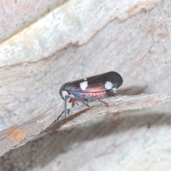 Eurymela distincta at Bobundara, NSW - 18 Nov 2022 09:32 AM