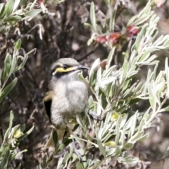 Caligavis chrysops (Yellow-faced Honeyeater) at Hawker, ACT - 3 Oct 2022 by AlisonMilton