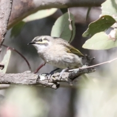 Caligavis chrysops at Hawker, ACT - 3 Oct 2022 10:15 AM