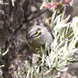 Caligavis chrysops at Hawker, ACT - 3 Oct 2022 10:15 AM