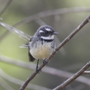 Rhipidura albiscapa at Hawker, ACT - 3 Oct 2022