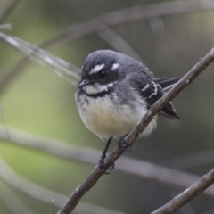 Rhipidura albiscapa at Hawker, ACT - 3 Oct 2022