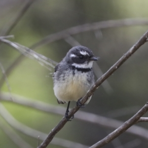 Rhipidura albiscapa at Hawker, ACT - 3 Oct 2022