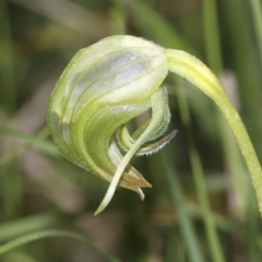 Pterostylis nutans (Nodding Greenhood) at The Pinnacle - 3 Oct 2022 by AlisonMilton