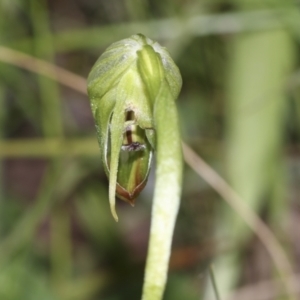 Pterostylis nutans at Hawker, ACT - 3 Oct 2022