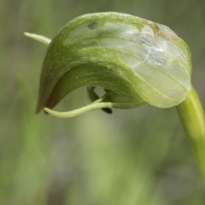 Pterostylis nutans at Hawker, ACT - 3 Oct 2022