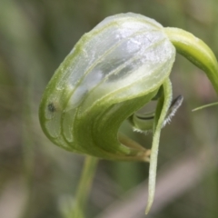Pterostylis nutans at Hawker, ACT - 3 Oct 2022