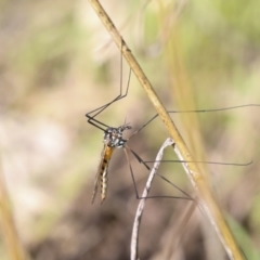 Ptilogyna sp. (genus) (A crane fly) at The Pinnacle - 3 Oct 2022 by AlisonMilton