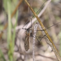 Ptilogyna sp. (genus) at Hawker, ACT - 3 Oct 2022 11:25 AM